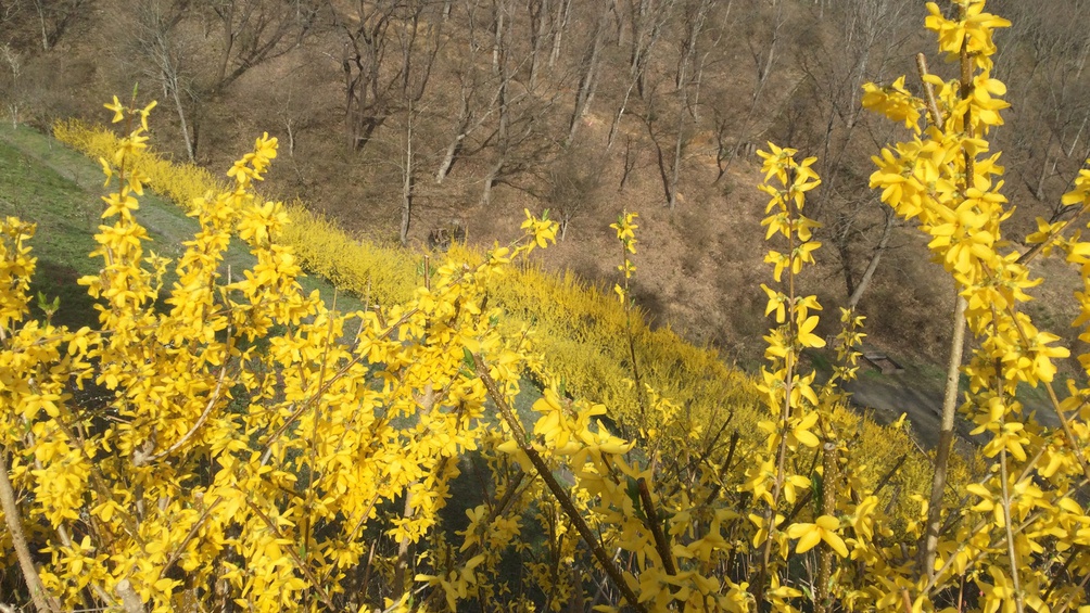 *花暦／レンギョウ（3月下旬頃）