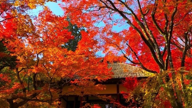 常寂光寺『百人一首』で知られる小倉山の中腹にあるお寺。JR嵯峨嵐山駅から歩いて約15分の距離。