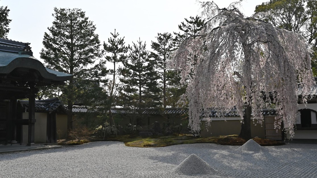 高台寺北政所ねねのお寺。夜のライトアップ時のしだれ桜は幻想的な美しさです。