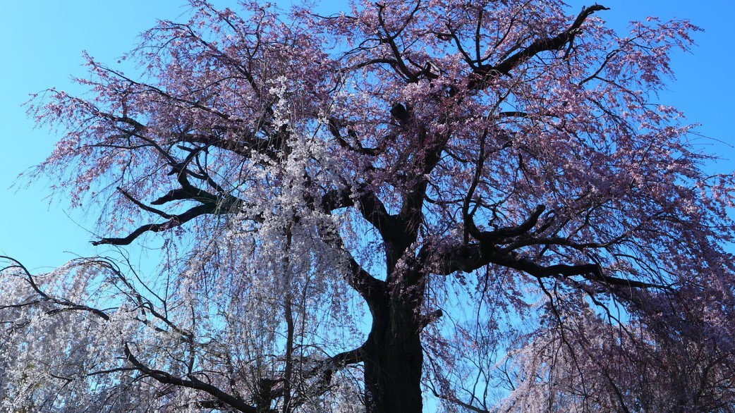 円山公園「祇園しだれ桜」は円山公園のシンボルとなっています。