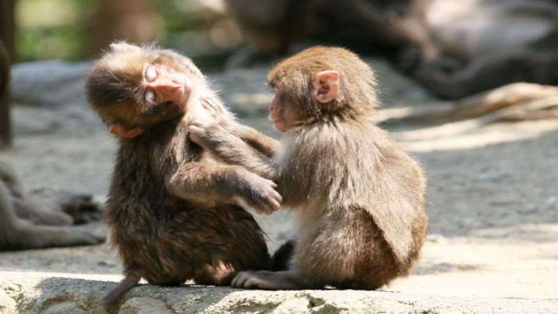 【高崎山自然動物園】大きなオスザルから可愛らしい子ザルまで、野生のサルをすぐ近くで見れます！