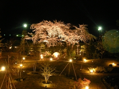 夜景桜の古木