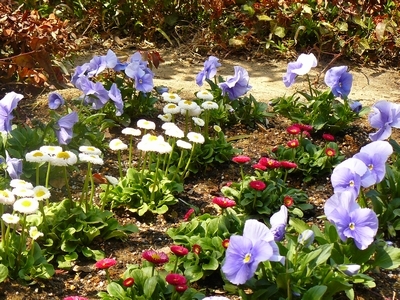 エントランスの花壇２春の花