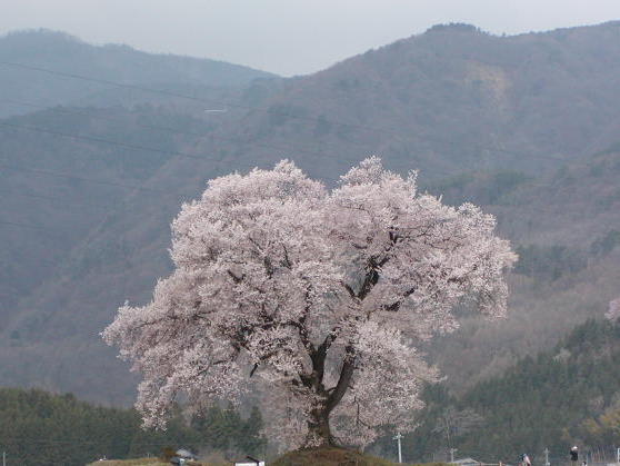 春：わに塚の桜