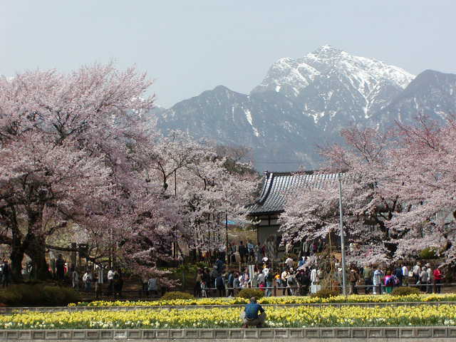 春：神代桜