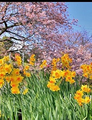 桜&菜の花まつり