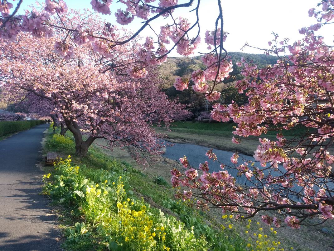 河津桜会場まで車で15分