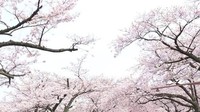４月2日　素泊まり　桜まつり★がんばれ♪さくらロードレース！めざせ完走★１泊限定プラン♪