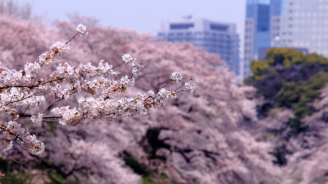 桜を見るなら千鳥ヶ淵