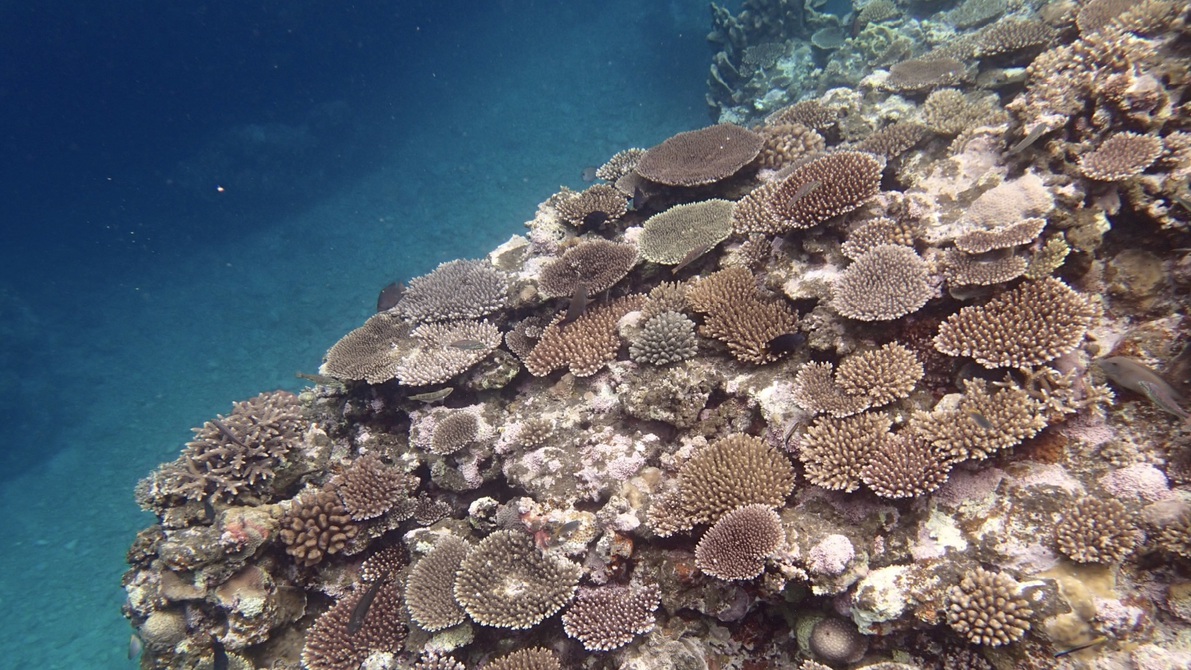 クリスタルビーチのテーブル珊瑚