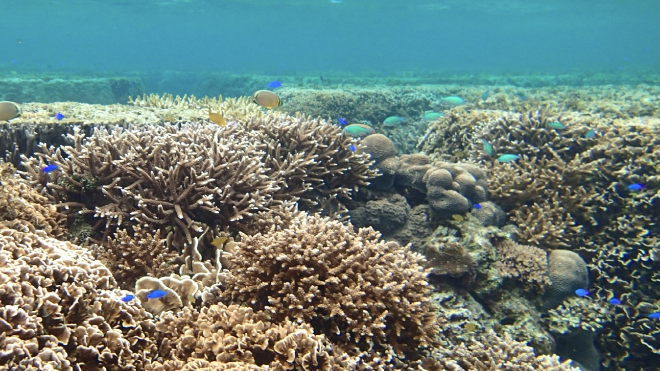 当館前の海ハマサンゴや青サンゴの群生