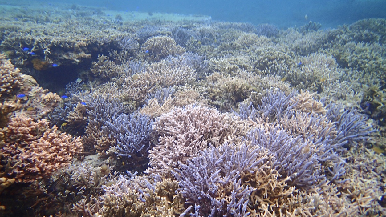 当館前の海枝サンゴの群生
