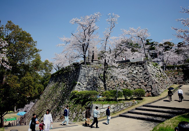 城山の石垣と桜