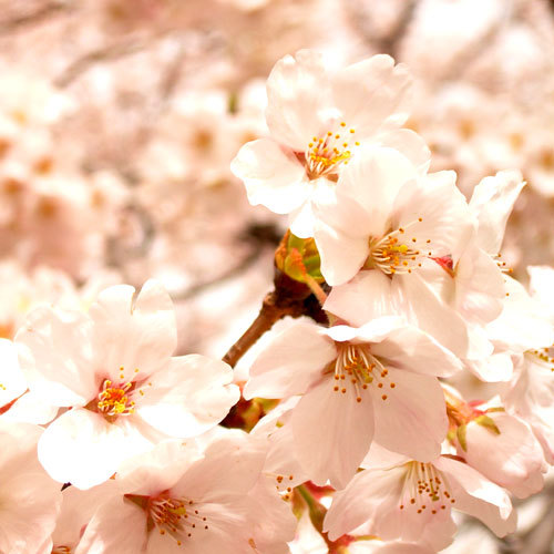 桜