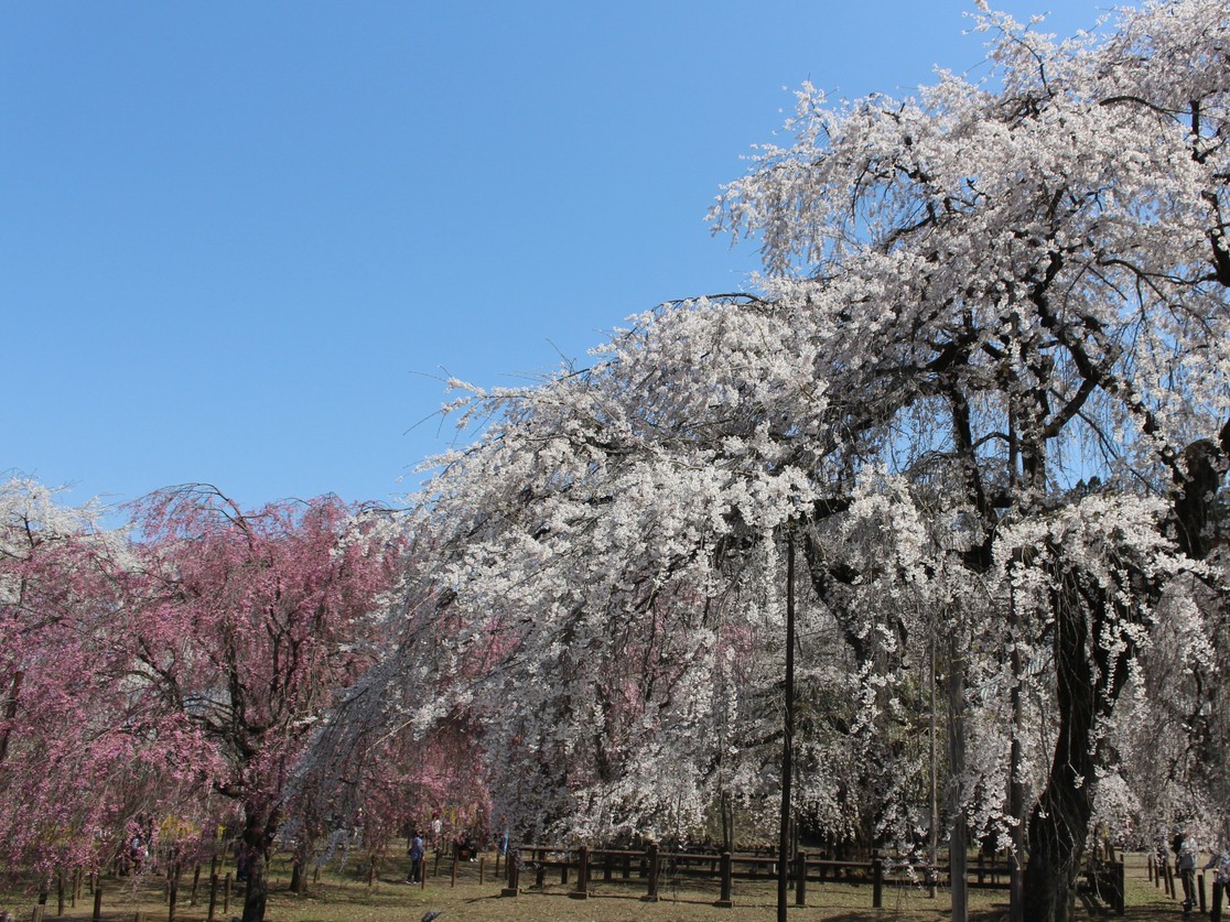 清雲寺しだれ桜