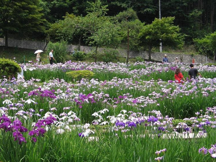 花菖蒲園（6月上旬〜下旬、徒歩約10分）