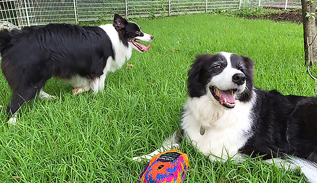 Forest Garden Karuizawa La Topiary Image 4, Karuizawa, Japan
