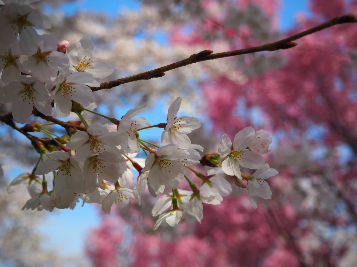 桜