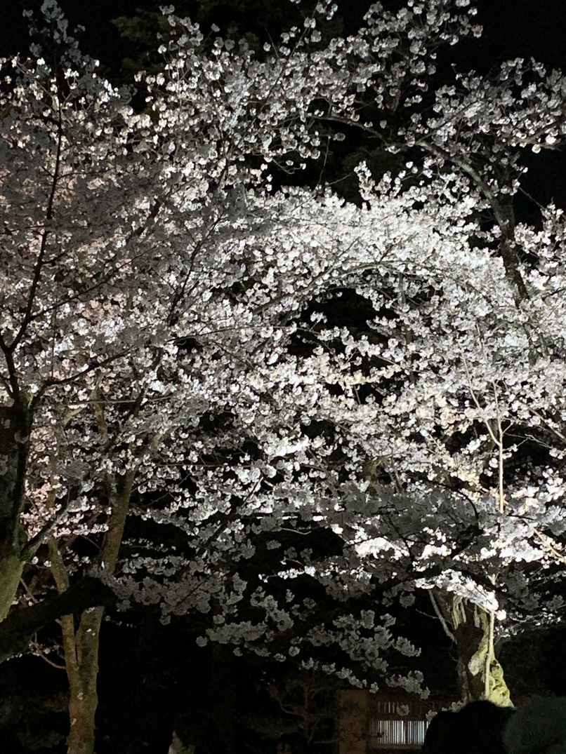 兼六園夜桜