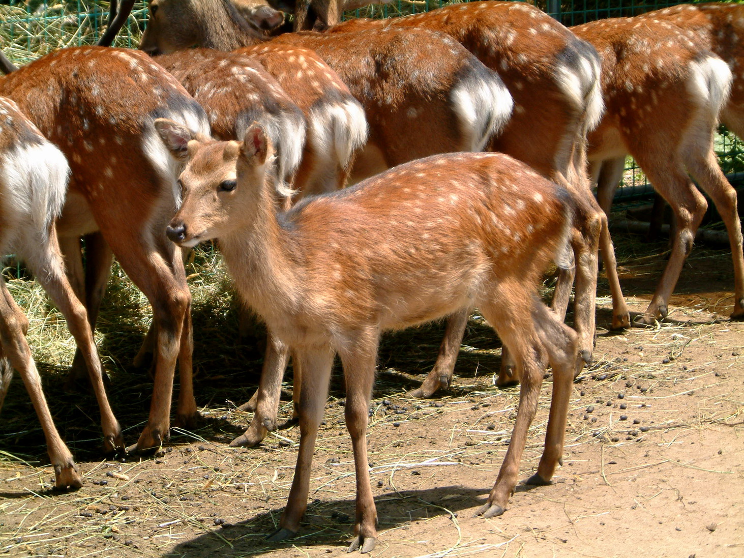 鹿公園