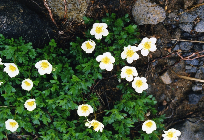 鳥海山のお花