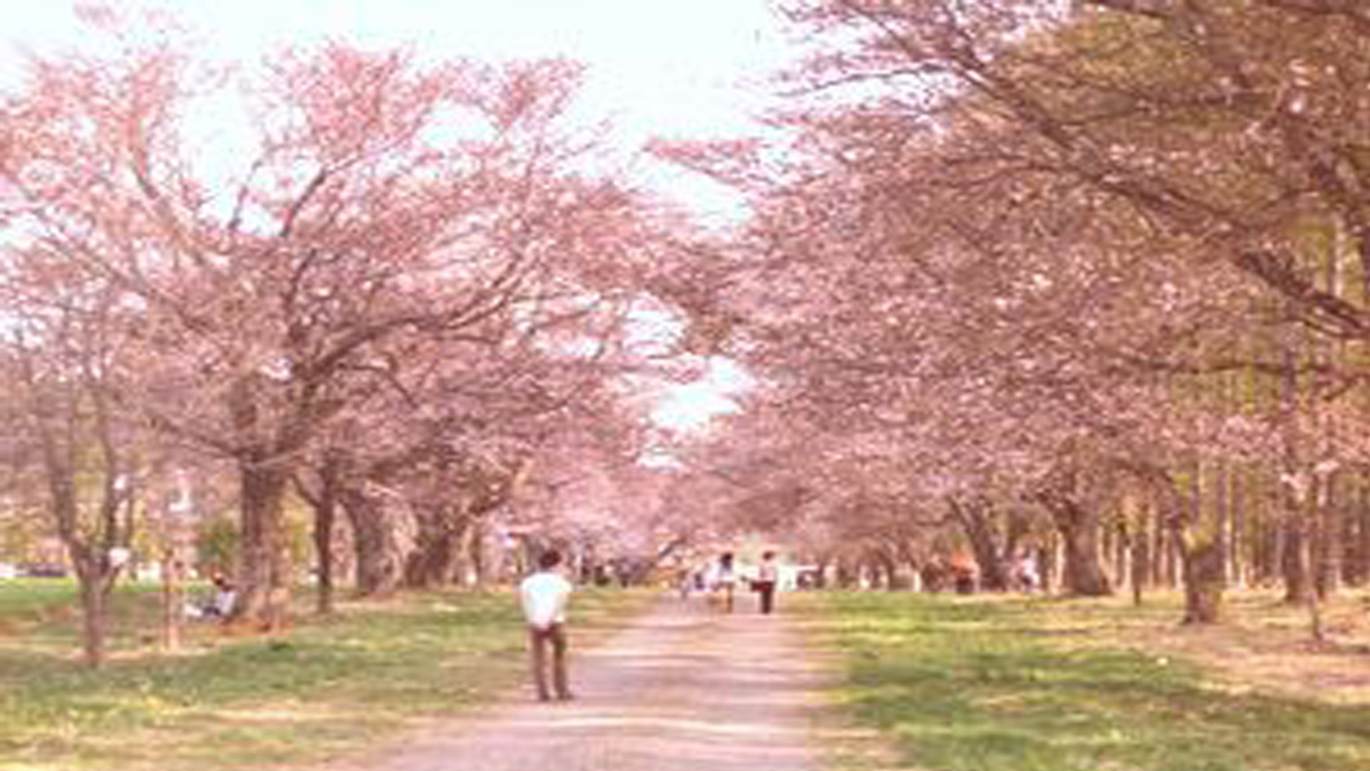 桜のトンネル映画優駿の舞台