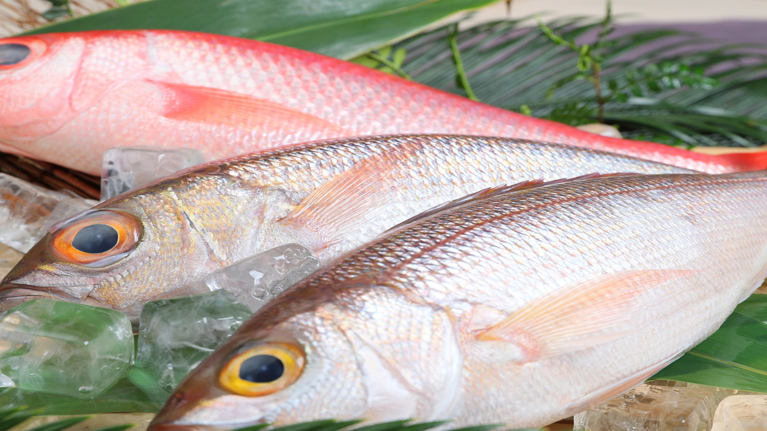 新鮮な石垣島近海の魚をご提供