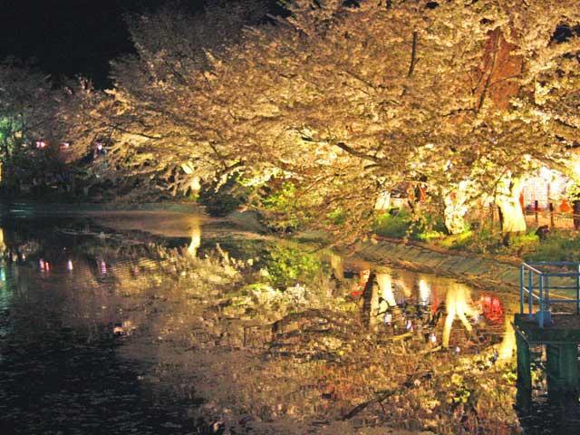 臥竜公園の夜桜