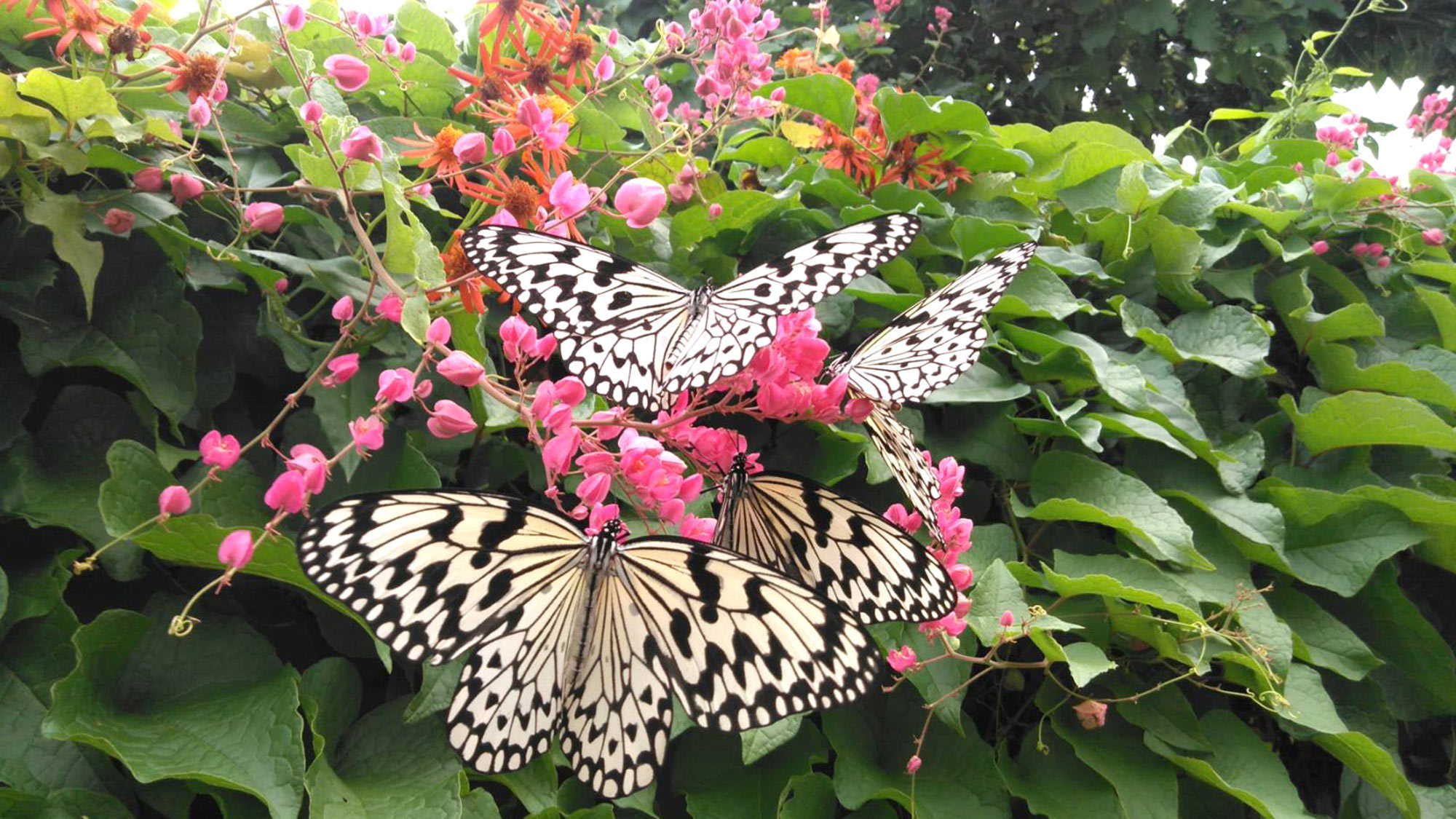 ・古宇利島には珍しくて美しい蝶々が生息します