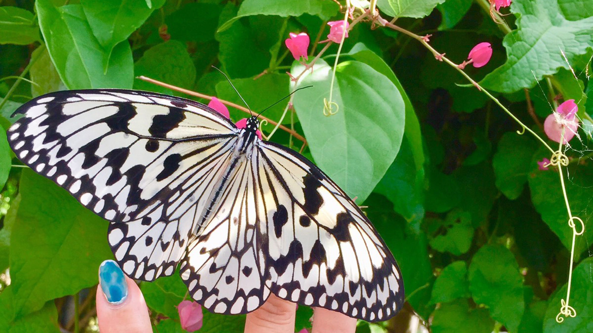 ・珍しい県蝶「オオゴマダラ」は日本最大！