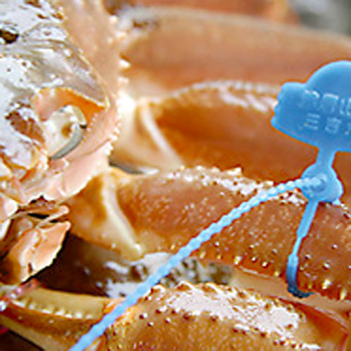 【ブランド蟹！】青いタグが津居山ガニのブランドの証！！