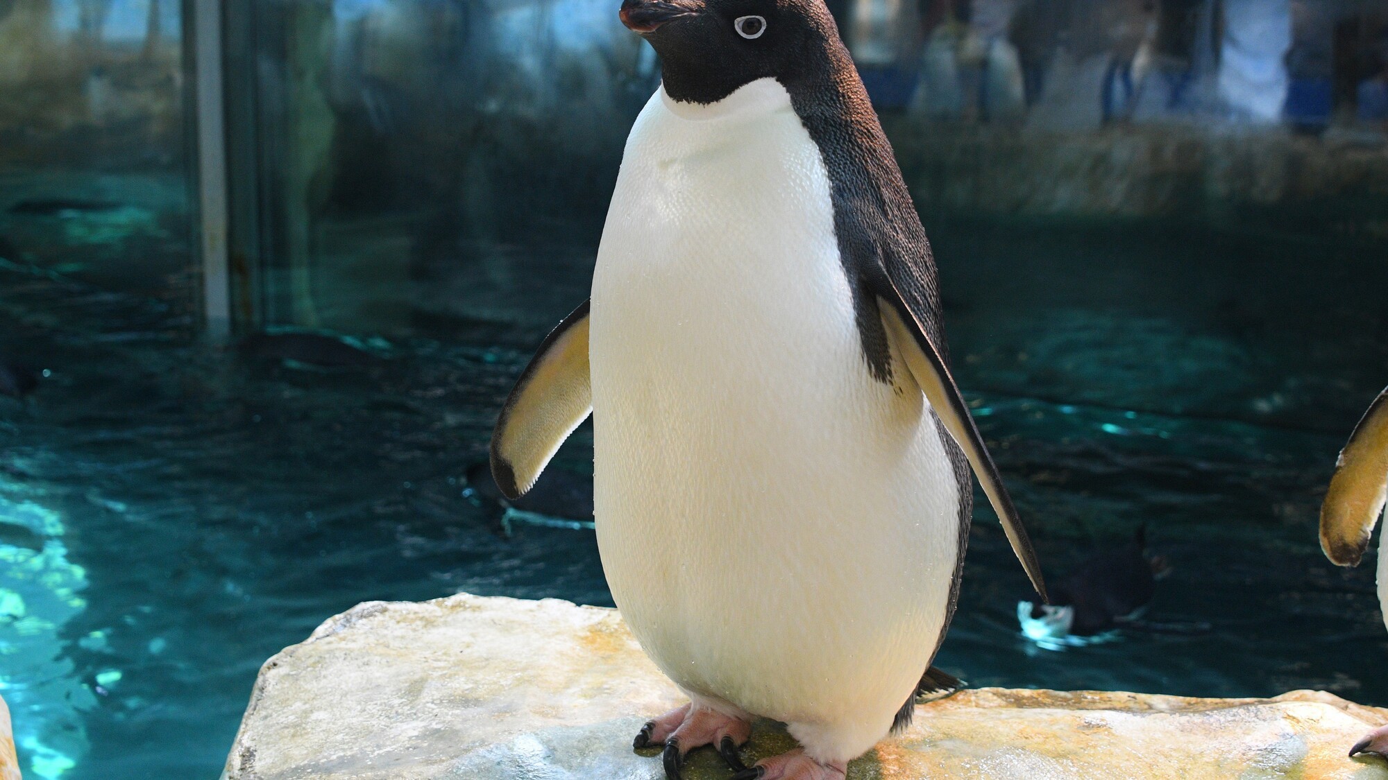 アドベンチャーワールドのペンギン