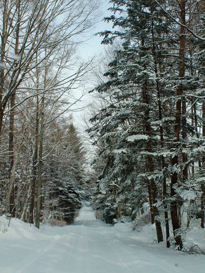 森の小道(冬)