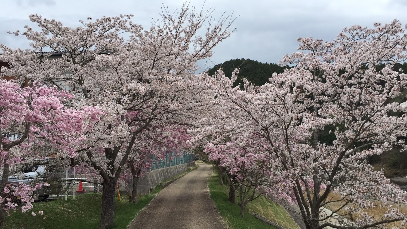 桜