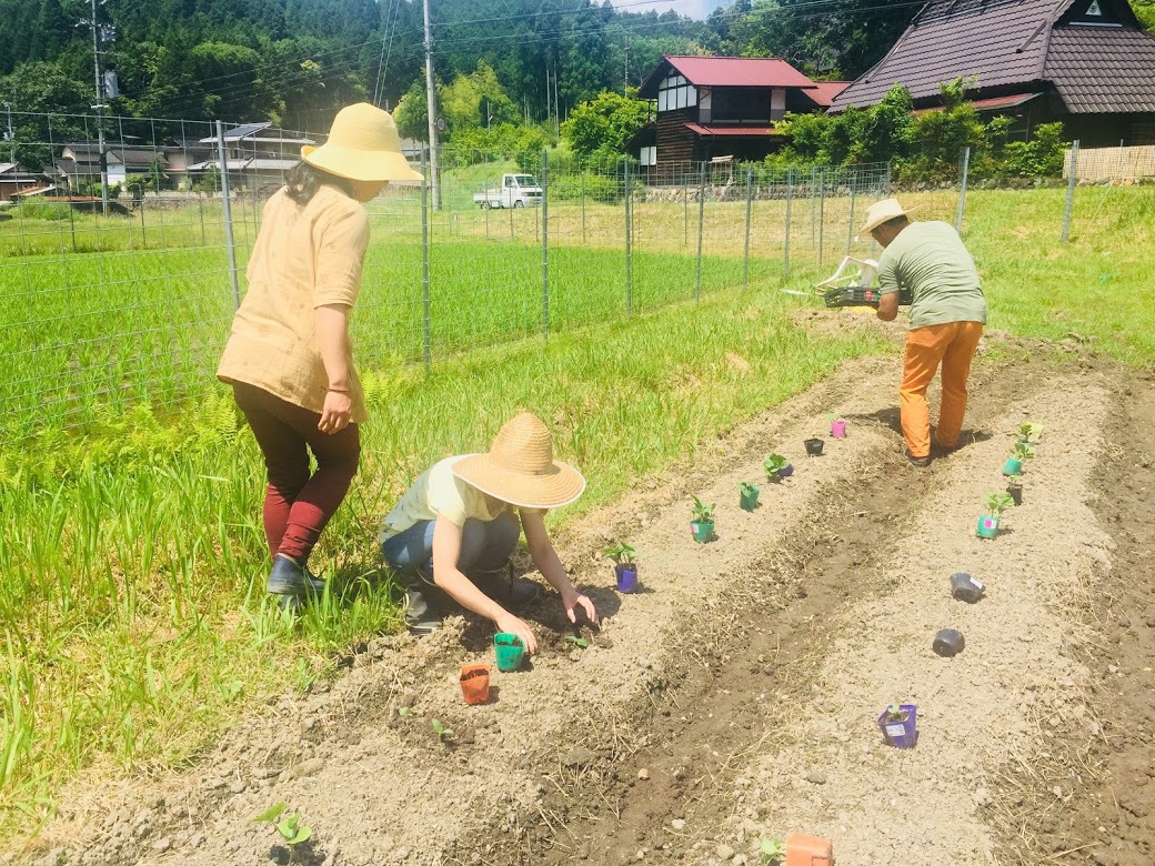 苗植え