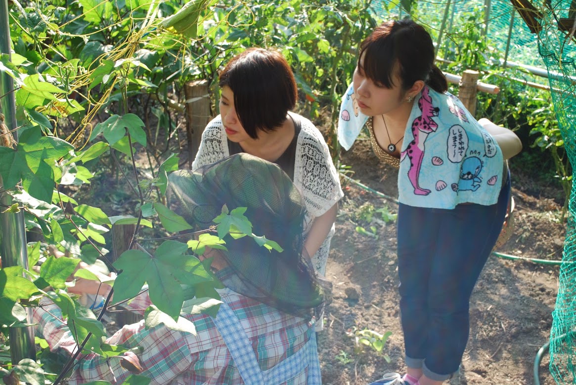 夏野菜