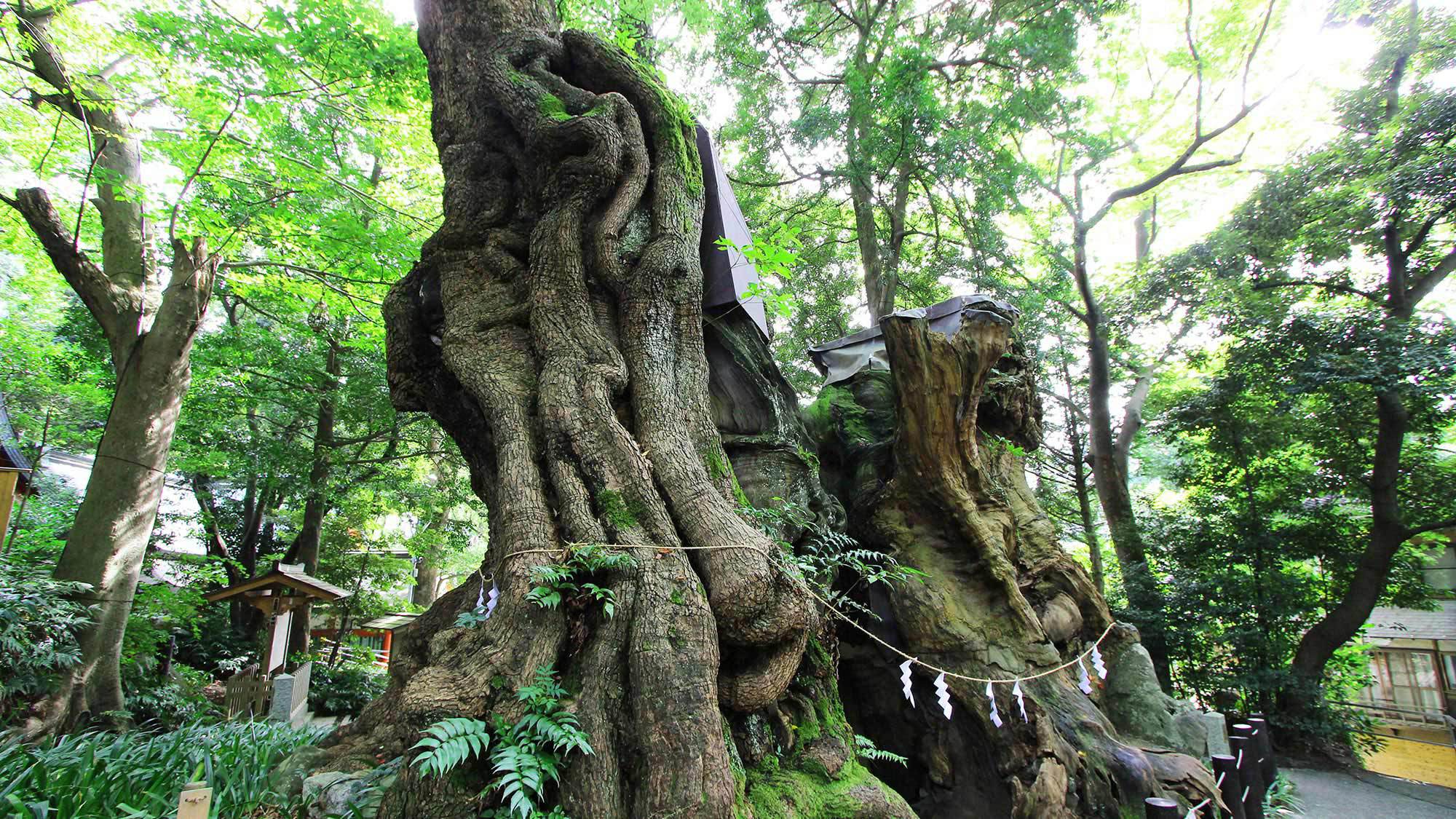 來宮神社