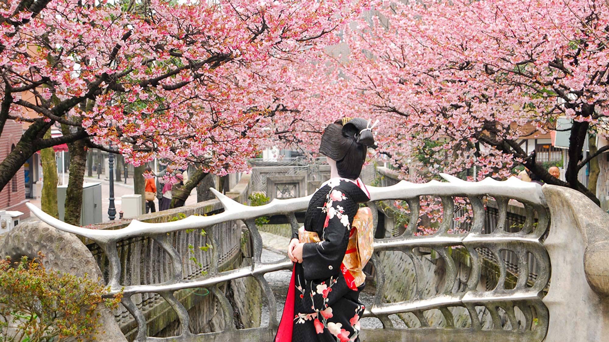 あたみ桜