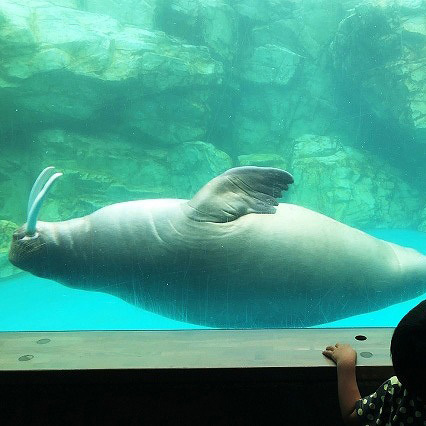 大分マリーンパレス水族館「うみたまご」