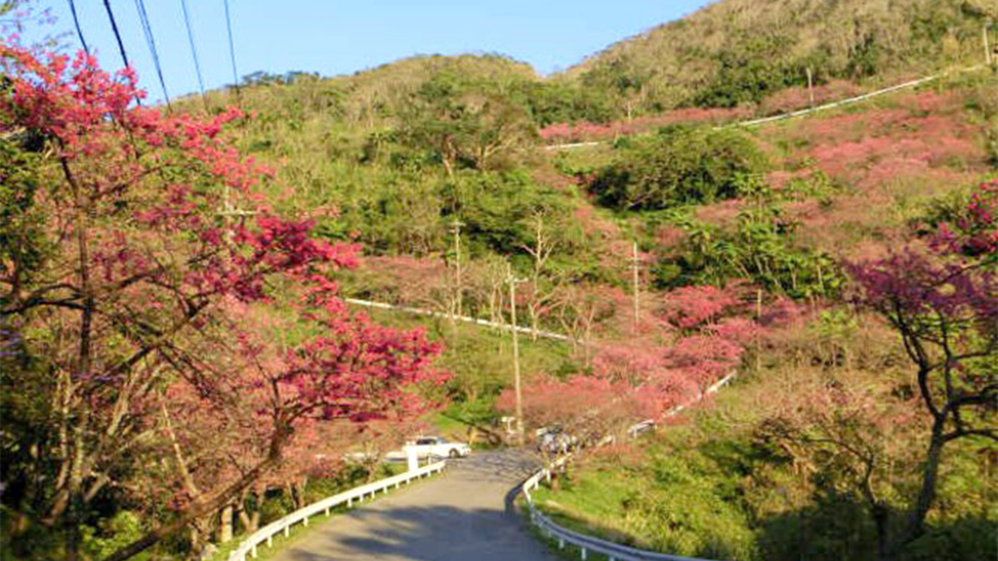 ・日本一階下の早い桜も周辺でお楽しみ頂けます。