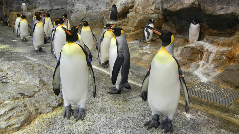 *【ペンギン水族館】ペンギン飼育種類数、世界一の水族館！（車で約20分）