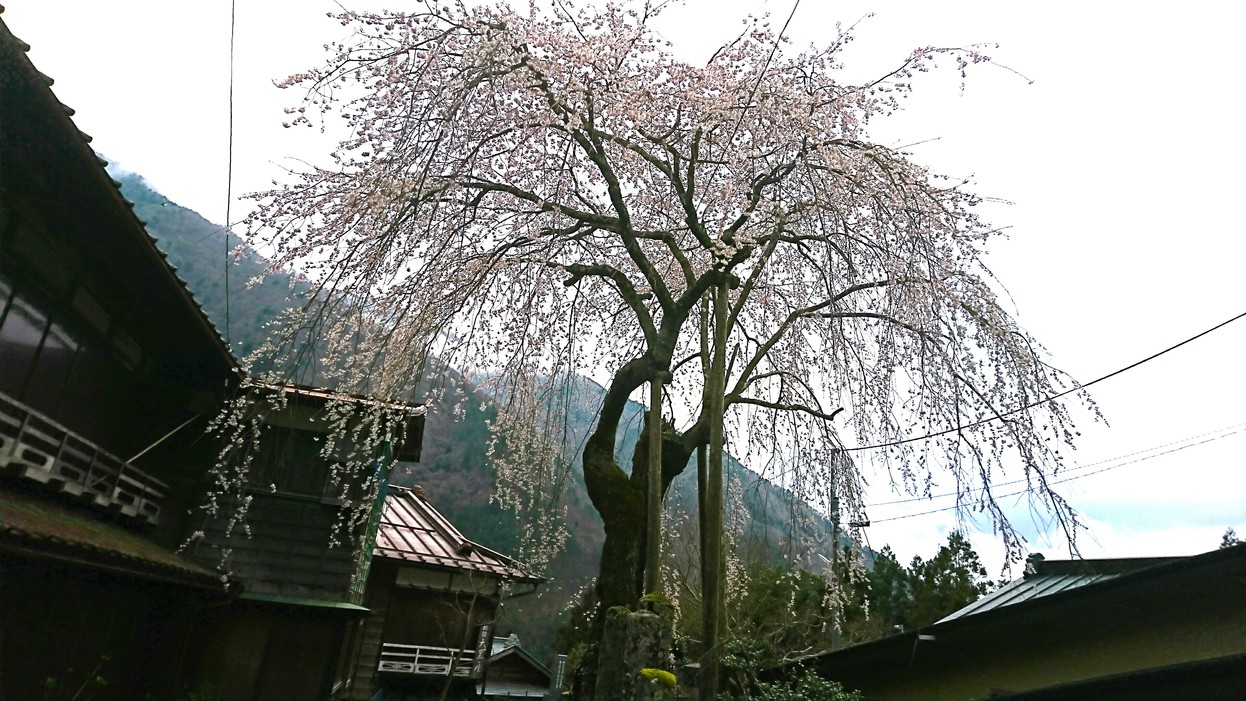 春妙福寺と桜