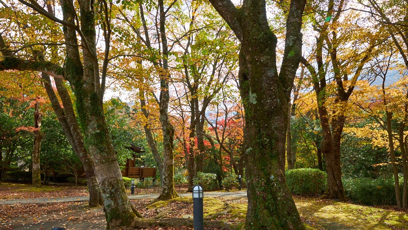 庭園(秋)