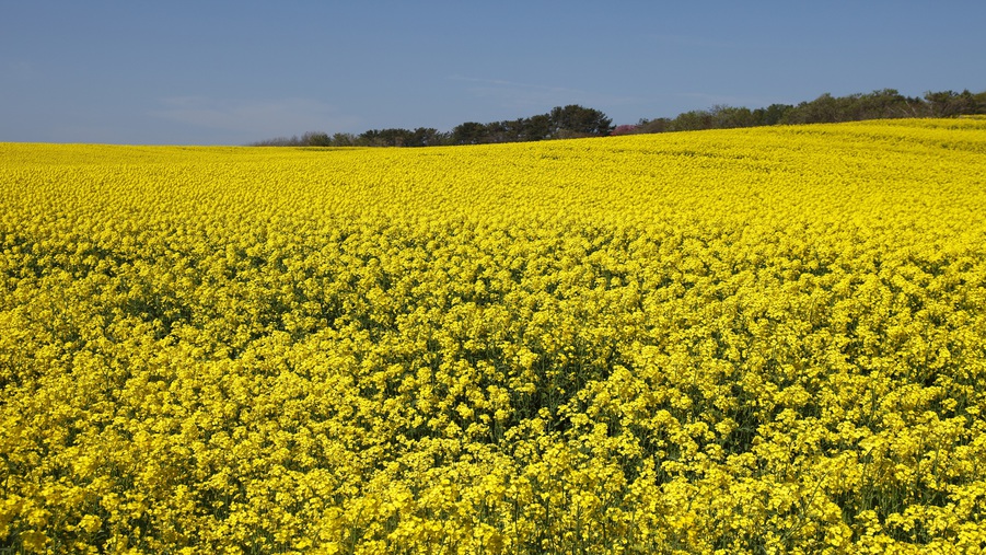 【菜の花畑】横浜町の丘陵地帯は5月上旬から菜の花で埋め尽くされ、フェスティバルも開催されます。