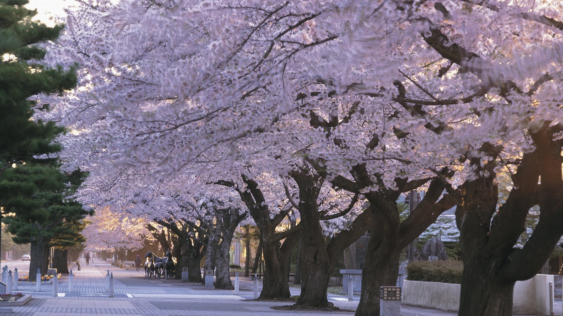 【官庁街通りの桜】「日本の道100選」に選ばれた官庁街通りは、十和田市のシンボルロード。