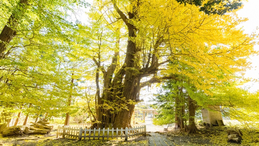 【根岸の大いちょう】樹齢1100年以上の青森県指定天然記念物で、長寿日本一の霊樹です。 