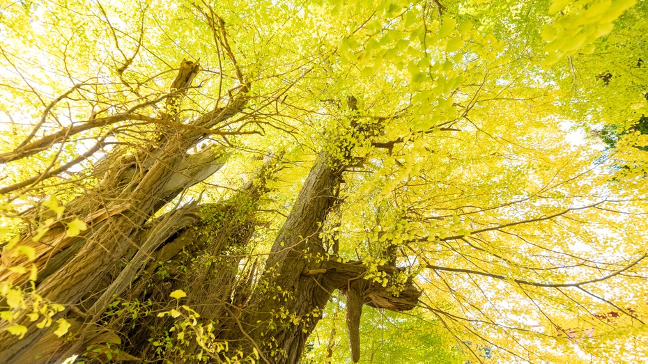【根岸の大いちょう】樹齢1100年以上の青森県指定天然記念物で、長寿日本一の霊樹です。 