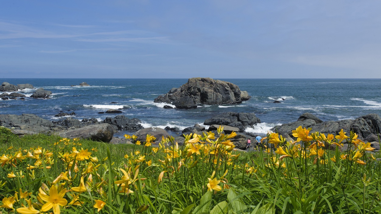 【種差海岸ニッコウキスゲ】6月頃に咲くニッコウキスゲが美しい景観を作り、訪れる人々を魅了します。