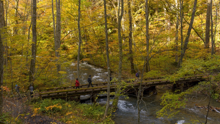 【奥入瀬渓流】十和田湖から流れる自然豊かな渓流。滝や苔むす景観が美しい特別名勝。