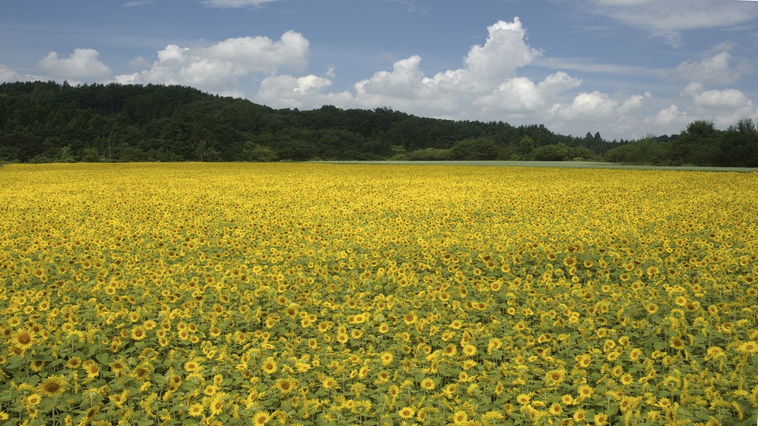 【八戸市南郷区 ひまわり畑】山の楽校では毎年8月中旬から下旬に130万本のひまわり畑が見頃。